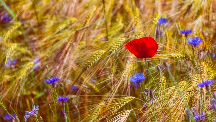 Poppy and Cornflowers in a Wheat Field