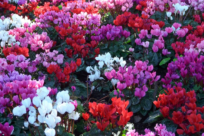 Vibrant Cyclamen Flowers in Bloom
