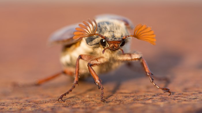 Cockchafer Melolontha bug closeup