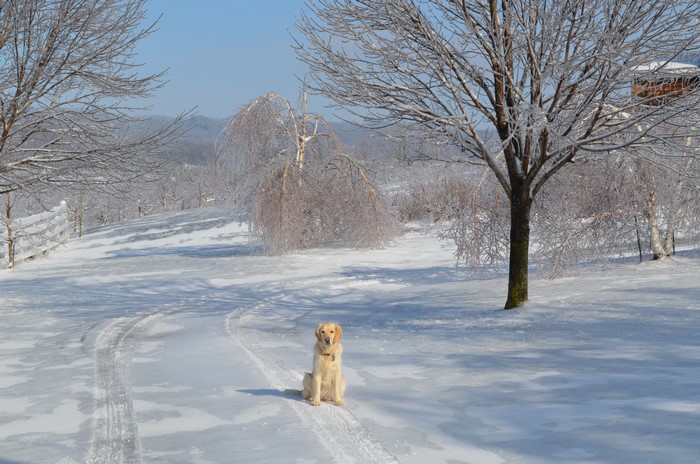 Golden Retriever Sitting in Snow During Winter