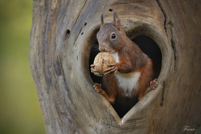 Red squirrel holding a walnut in a tree hollow