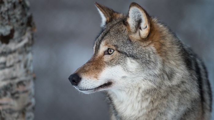 Wolf head in profile, looking left