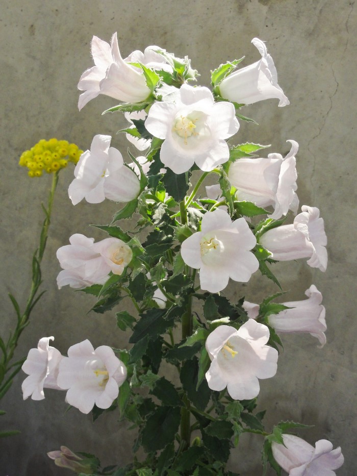 White Campanula flowers against a concrete wall