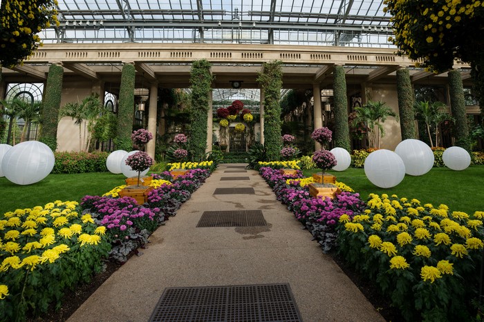 4K Longwood Gardens Chrysanthemums Design Balls