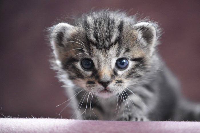 Kitten with blue eyes looking forward