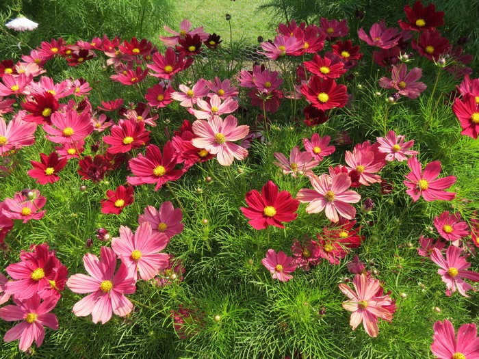 Pink and red cosmos flowers in green foliage