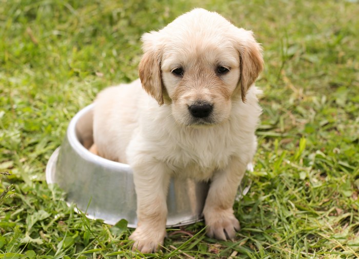 Golden Retriever Puppy Sitting in a Bowl
