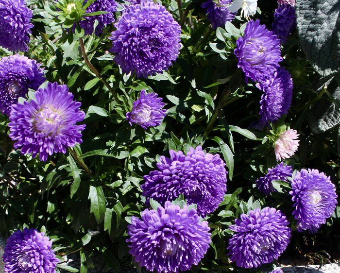 Purple Asters in Bloom