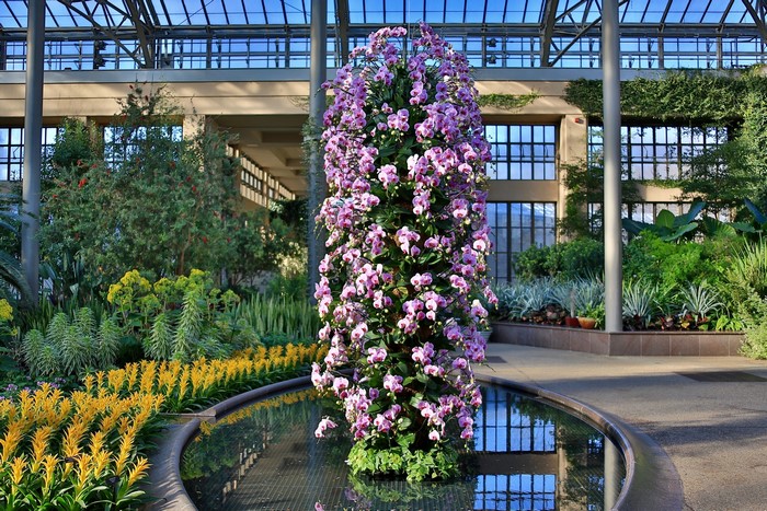 Orchid display in Longwood Gardens