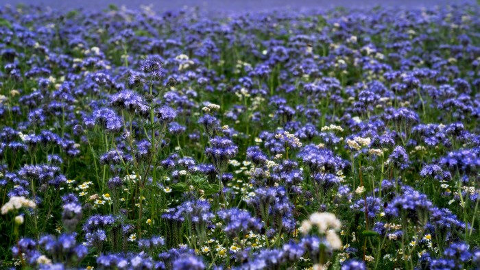 Field of Purple Phacelia Flowers in Summer