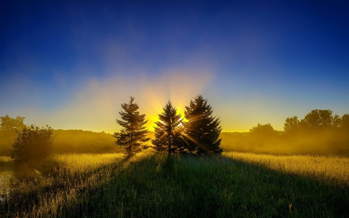 Sunrise behind trees with sunbeams and fog