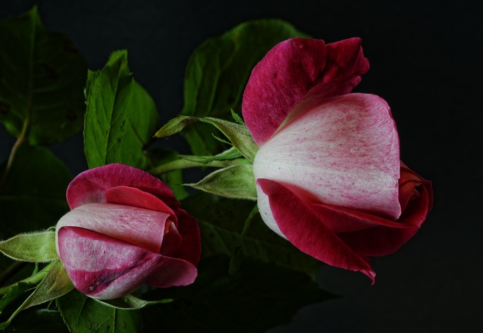 Two Roses with Pink and White Petals on Black Background