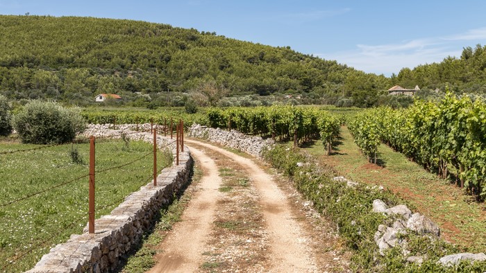 Dirt road through vineyards in Prigradica, Croatia
