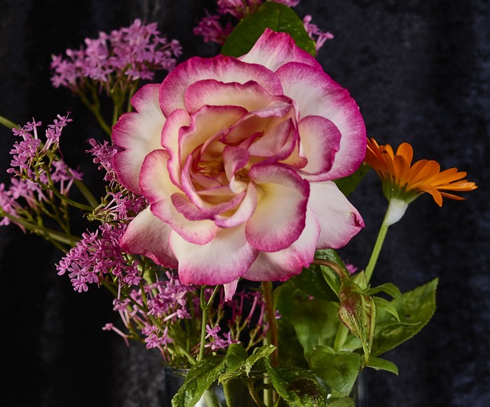 Close-up of a bicolor rose with pink edges
