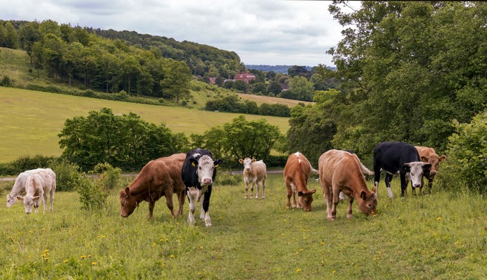 Cows grazing in Bradenham, England grasslands