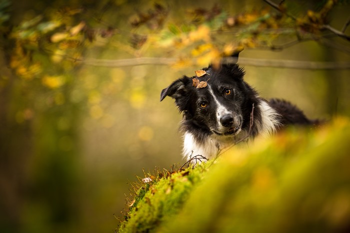 Border Collie dog with leaves in forest