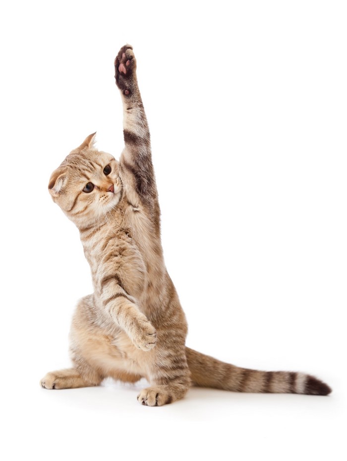 Scottish Fold cat raising its paw