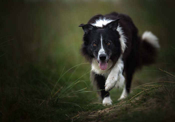 Border Collie dog with tongue out in grass