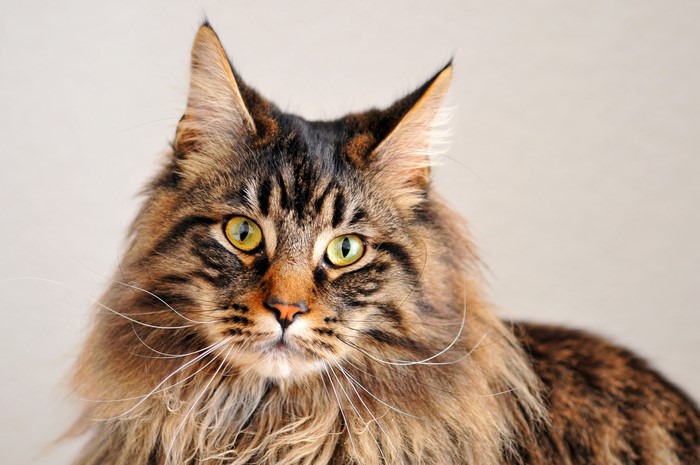 Maine Coon 4k Hd Wallpaper Rare Gallery 7576