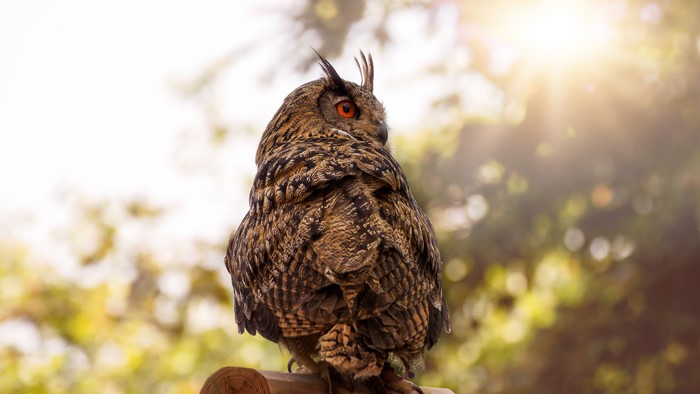 Eurasian eagle-owl perched on wood