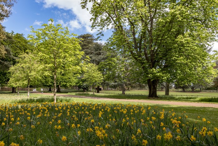 Ascott House Gardens Daffodils and Trees in the United Kingdom