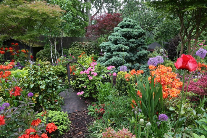 English garden with rhododendrons and poppies