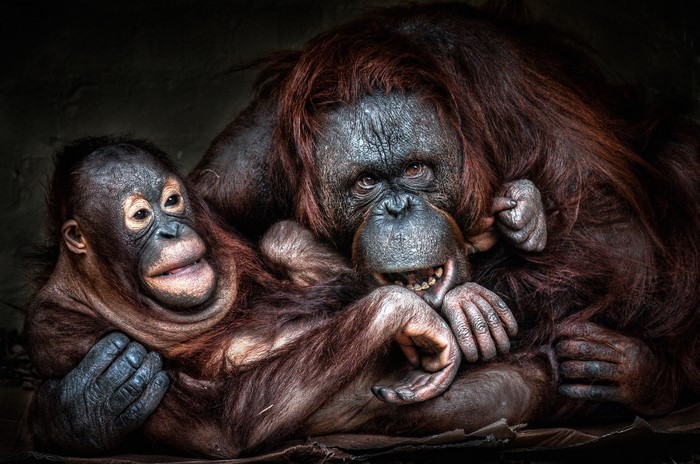 Mother and baby orangutan
