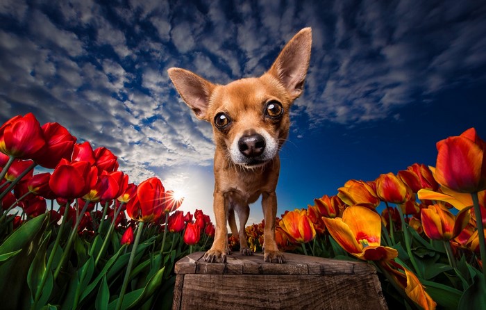 Chihuahua dog in a tulip field under a cloudy sky