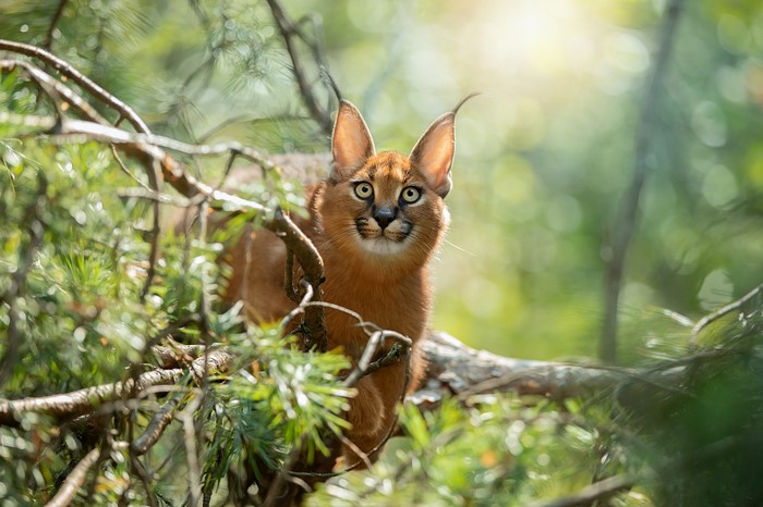 Caracal in Natural Forest Glance