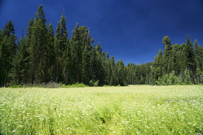 Meadow with wildflowers and pine forest under blue sky