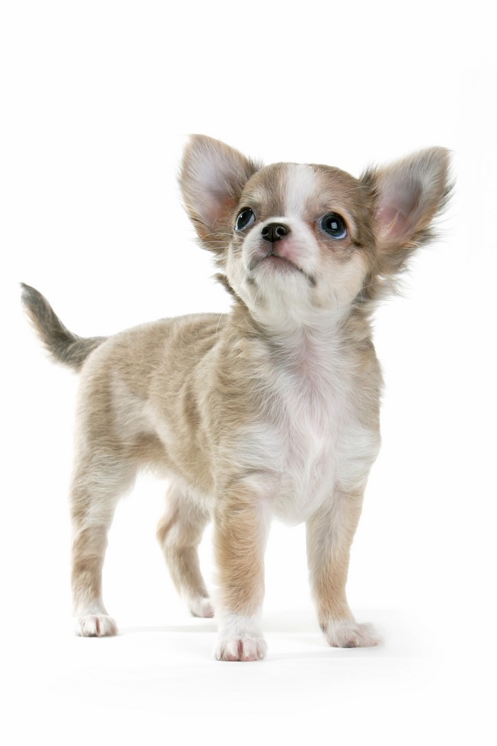 Chihuahua puppy looking up