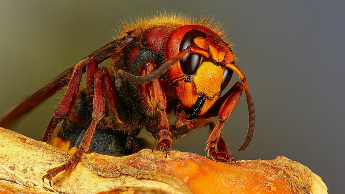 4K Macro Closeup of a Hornet