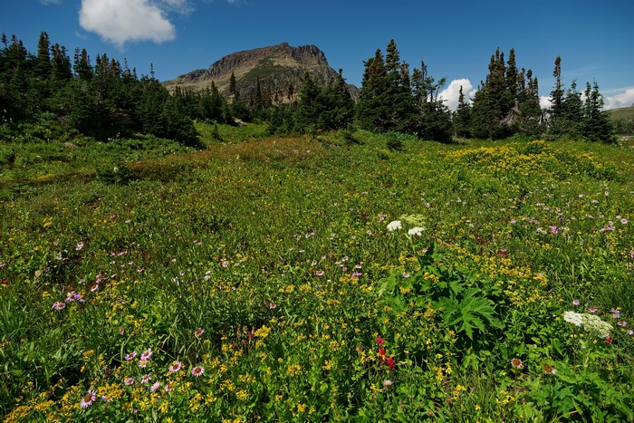 Wildflower Meadow with Mountain and Forest in Glacier National Park