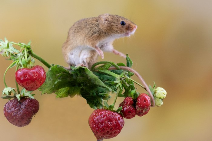 Mouse on a strawberry plant with strawberries