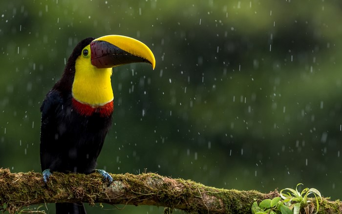 Toucan sitting on a mossy branch in the rain
