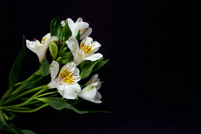 White Alstroemeria flowers on black background