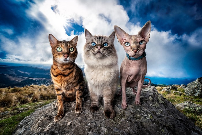 Three cats on a rocky outcrop with a cloudy sky