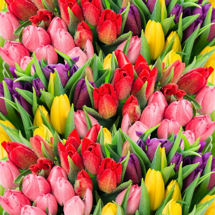 4K Multicolor Tulips with Water Drops