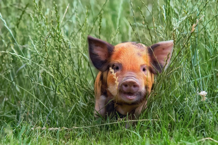 Piglet in tall green grass