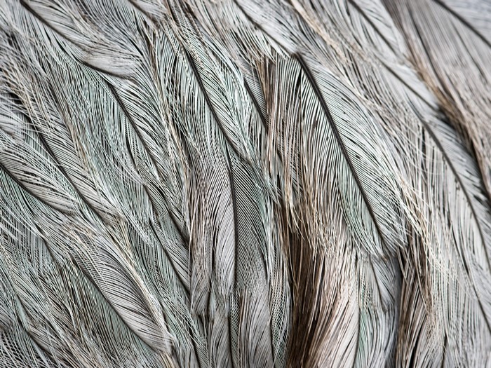 Feather Texture Closeup 4K