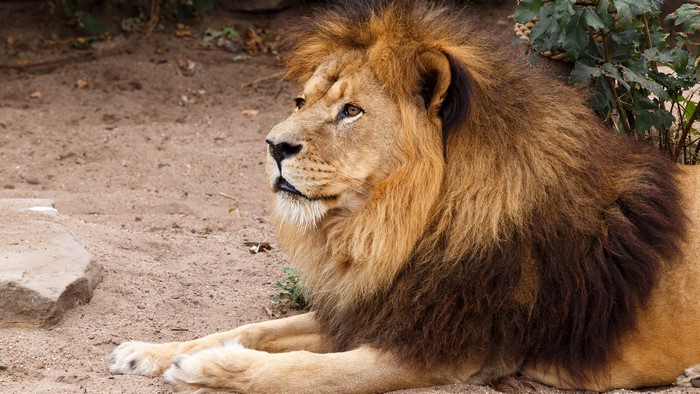 Lion with mane lying on sand
