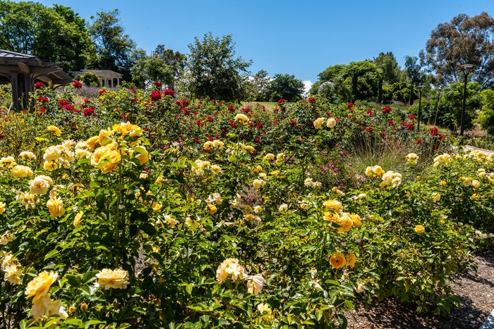 Roses at South Coast Botanic Garden, California
