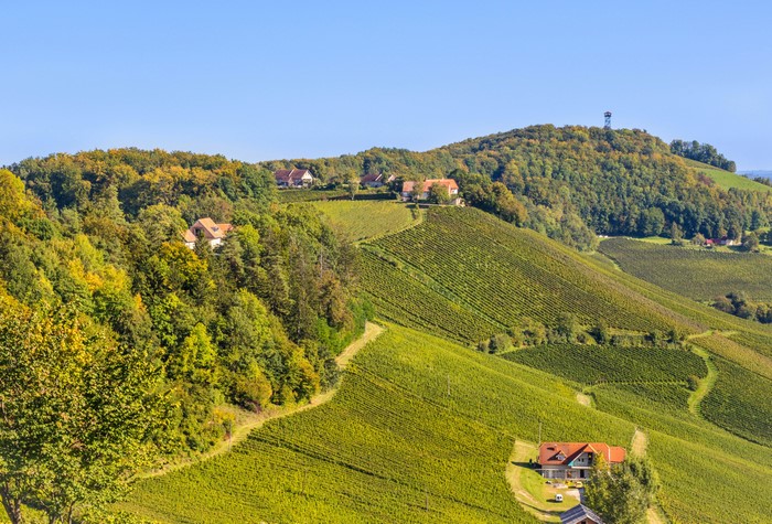 Vineyard hills with houses and a tower in Slovenia