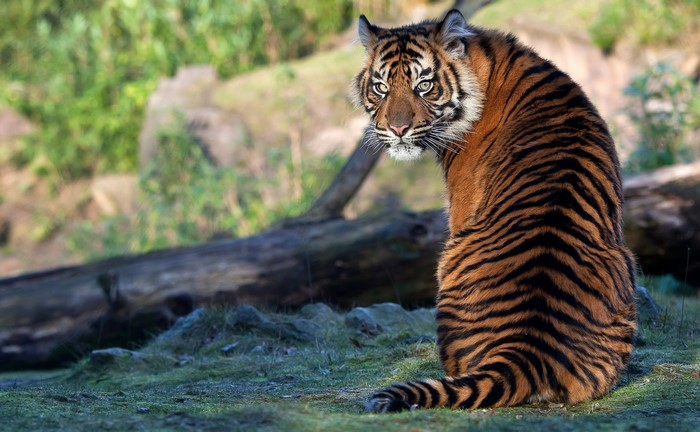 Tiger sitting in a forest looking back