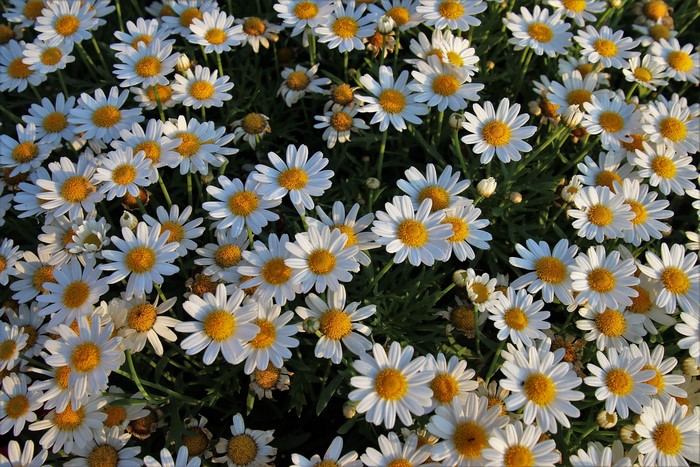 A field of white daisies with yellow centers