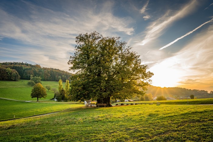 Linner Linde tree in Switzerland at sunset