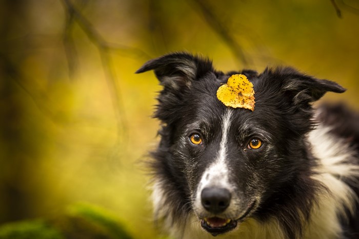 Border Collie with a leaf on its head
