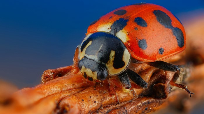 4K Macro Closeup of a Ladybug on a Branch