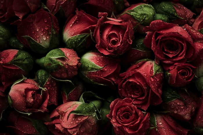 A close-up of many red roses with water droplets
