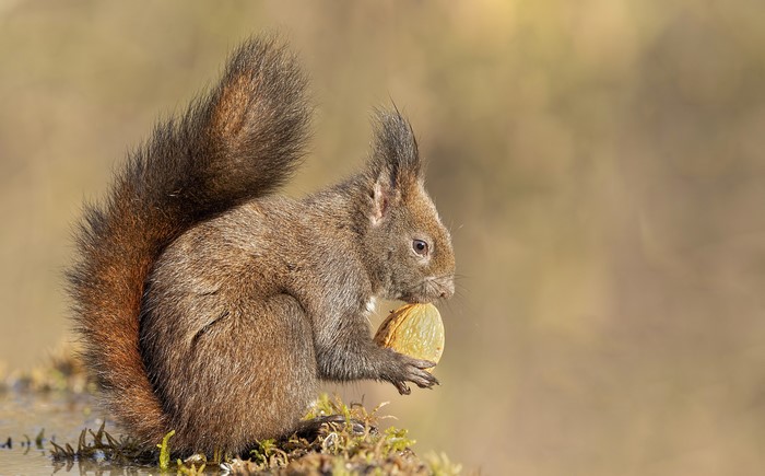 Red squirrel holding a walnut